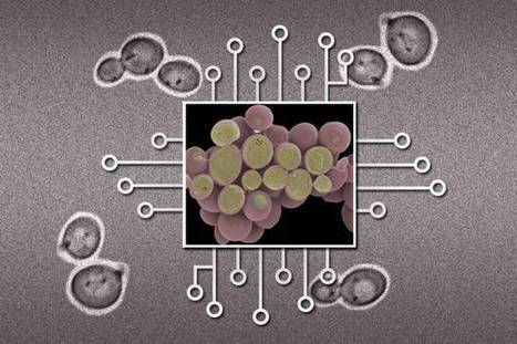 New device could make large biological circuits practical | SynBioFromLeukipposInstitute | Scoop.it