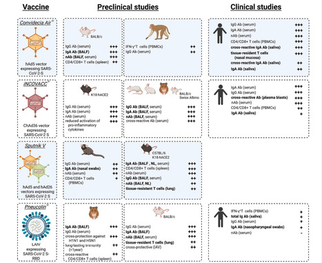 A Review of Currently Licensed Mucosal COVID-19 Vaccines | Virus World | Scoop.it