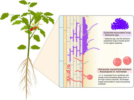 Inoculation of Arbuscular Mycorrhizal Fungi Alters Fungal Communities in Organic Tomato Cultivation | Plant-Microbe Symbiosis | Scoop.it