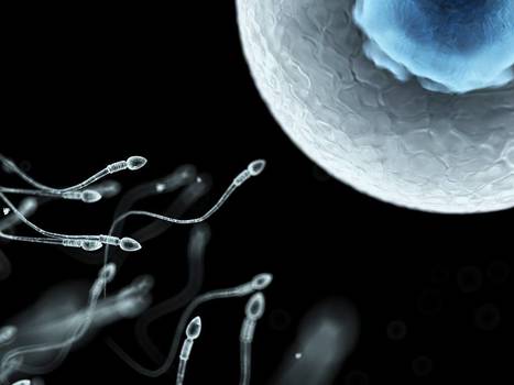 Votre «Fertility Challenge», on s’en bat les ovaires | Bioéthique & Procréation | Scoop.it