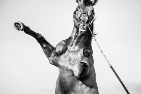 Cambremer En Normandie, cette passionn&eacute;e de chevaux vend ses photos jusqu'au Qatar | Salon du Cheval | Scoop.it