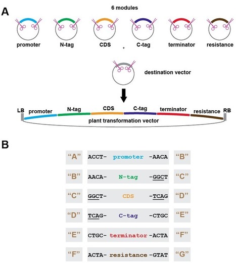 Addgene: GreenGate Cloning System | Plant Molecular Farming | Scoop.it