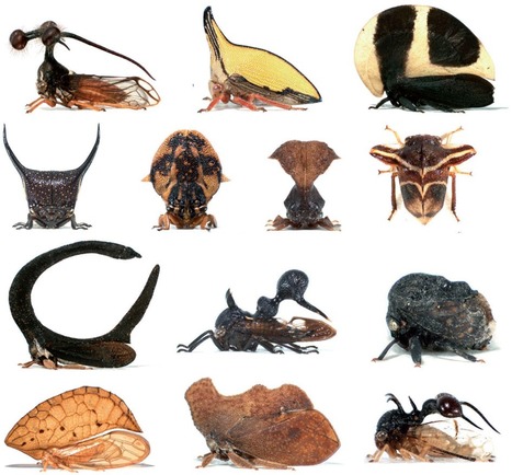 8 - Revenons-en à notre prétendue suprématie... | EntomoScience | Scoop.it