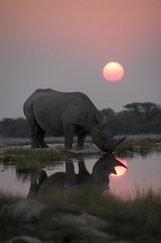 TV Review: Africa - "Kalahari" - Blogcritics Video | Afrodizziak | Scoop.it