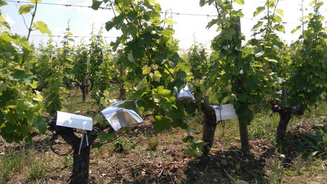 Une étude de la résistance des vignes à la sécheresse permet d’identifier les cépages et régions viticoles les plus à risque | INRAE | SCIENCES DU VEGETAL | Scoop.it