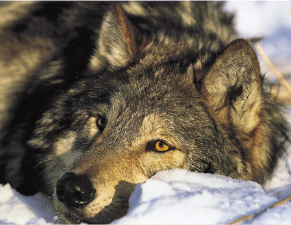 Le grand (pas si) méchant loup - Passion Animale | Loup | Scoop.it