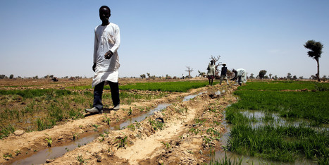 #Changement #climatique: l'#agriculture #africaine menacée par le #réchauffement de la @planète | RSE et Développement Durable | Scoop.it