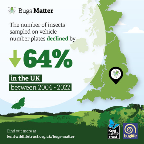 Au Royaume-Uni, le nombre d’insectes volants s’est effondré de 64 % depuis 2004, et c’est alarmant | EntomoNews | Scoop.it