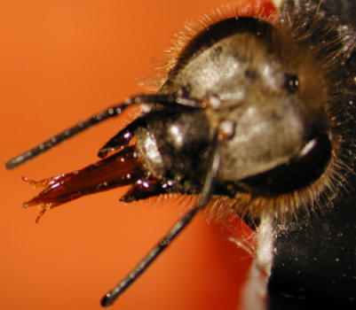 Pesticide combination affects bees' ability to learn | Insect Archive | Scoop.it