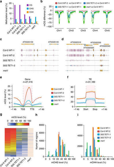 TET-mediated epimutagenesis of the Arabidopsis thaliana methylome | RMH | Scoop.it