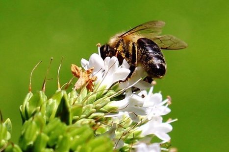 Le moratoire sur les pesticides tueurs d&rsquo;abeilles n&rsquo;est toujours pas appliqu&eacute; | EntomoNews | Scoop.it