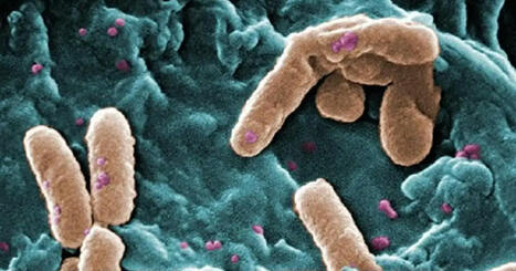 ¿Puede la vida sobrevivir en condiciones imposibles? Estas bacterias lo han hecho durante 30 años | Mi Cajón de Ideas | Scoop.it