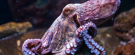 Octopus And Squid Evolution Is Officially Weirder Than We Could Have Ever Imagined | Box of delight | Scoop.it