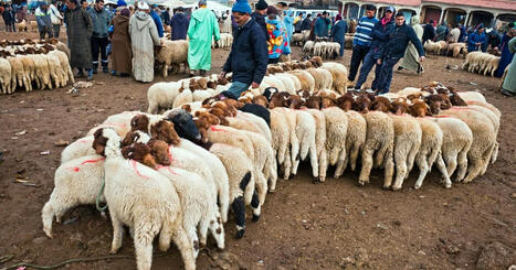 Usbek & Rica - Sécheresse oblige, le Maroc renonce aux sacrifices de moutons pour l’Aïd | Planète DDurable | Scoop.it