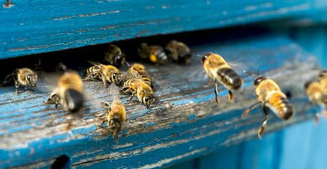 Santé des abeilles : le point sur les dernières recherches | EntomoNews | Scoop.it