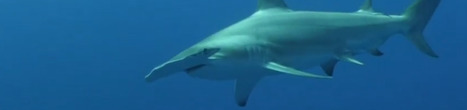 Une étude inédite des grands requins marteau dans les Tuamotu, Polynésie française - TEMEUM | Biodiversité | Scoop.it