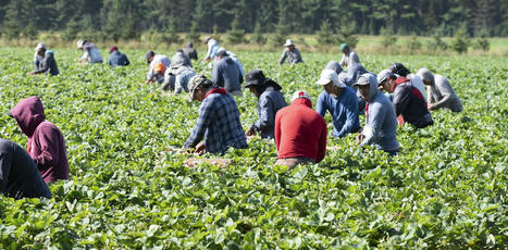 Canada’s new immigration policy favours construction workers but leaves the rest behind | Newcomers and Immigrants in Canada | Scoop.it