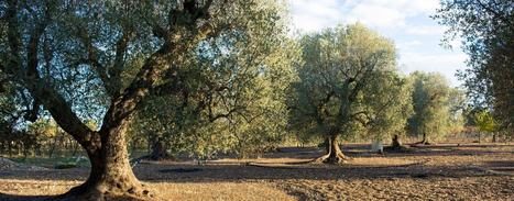 UNESCO Board Endorses 'World Olive Tree Day' | OLIVE NEWS | Scoop.it