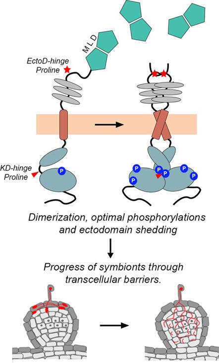Conserved hinge regions in SYMRK enable release of malectin-like domain for symbiont passage during rhizobia-legume symbiosis | Plant-Microbe Symbiosis | Scoop.it