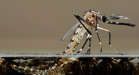 Brésil. Une nouvelle usine pour produire davantage de moustiques transgéniques | EntomoNews | Scoop.it