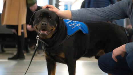 ITA Airways laisse les gros chiens -jusqu&rsquo;&agrave; 30 kg- voyager en cabine, sans cage | AERONAUTIQUE NEWS - AEROSPACE POINTOFVIEW - AVIONS - AIRCRAFT | Scoop.it