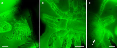 Il y a 99 millions d'années, les tiques se nourrissaient du sang des dinosaures | EntomoNews | Scoop.it