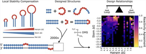 Analysis of natural structures and chemical mapping data reveals local stability compensation in RNA | nar | RMH | Scoop.it