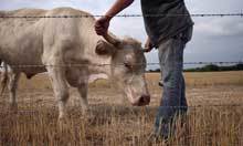 Food shortages could force world into vegetarianism, warn scientists | GTAV AC:G Y9 - Biomes and food security | Scoop.it