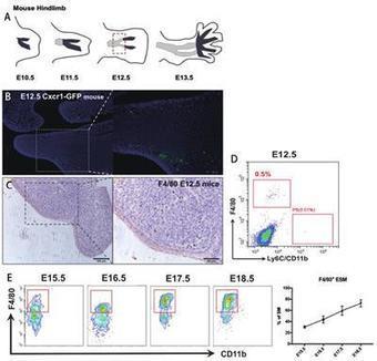 Frontiers | Ontogeny of Synovial Macrophages and the Roles of Synovial Macrophages From Different Origins in Arthritis | Immunology | Rheumatology-Rhumatologie | Scoop.it