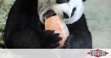 Panda : la Chine tient le bambou | Biodiversité | Scoop.it