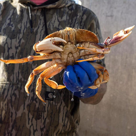 Grab your cooler! Off-the-boat Dungeness crab sales start Sunday | Soggy Science | Scoop.it