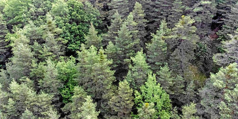 « L’effet des arbres sur le changement climatique est peut-être plus important » que prévu | Forêt, Bois, Milieux naturels : sciences et techniques | Scoop.it