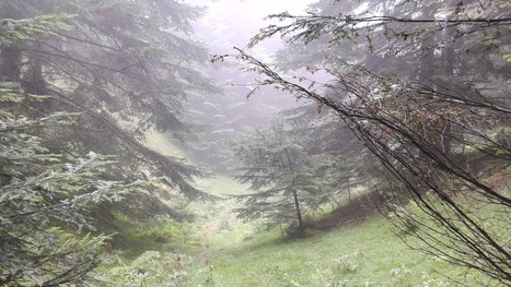 Escapade en forêt d'Ens (Hautes-Pyrénées) | Vallées d'Aure & Louron - Pyrénées | Scoop.it