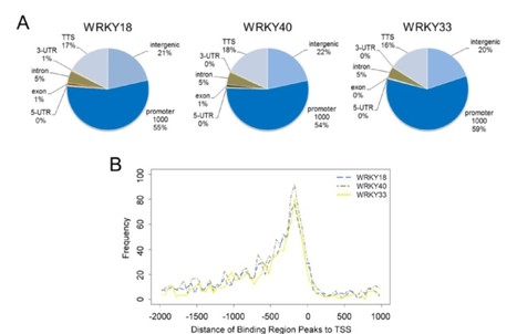 Induced Genome-Wide Binding of Three Arabidopsis WRKY Transcription Factors during Early MAMP-Triggered Immunity | The Plant Cell | Scoop.it