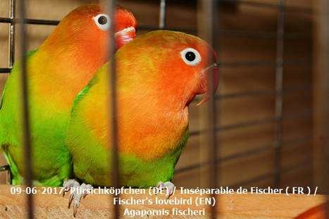 All about Lovebirds | #Pets | Hobby, LifeStyle and much more... (multilingual: EN, FR, DE) | Scoop.it