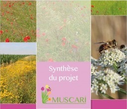 Projet Muscari : des bandes fleuries pour favoriser la lutte biologique - Agro Perspectives - Agronomie - Diffusion des techniques innovantes en agriculture | SCIENCES DU VEGETAL | Scoop.it