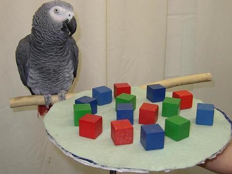 Video: Not Just Parroting Back: Alex the Parrot Knew His Numbers - ScienceNOW | Science News | Scoop.it