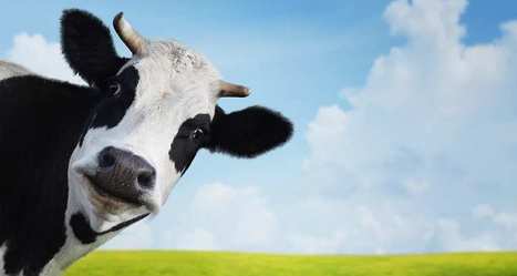 Ces sociétés de laitages sont devenues des vaches à lait en Bourse | Lait de Normandie... et d'ailleurs | Scoop.it