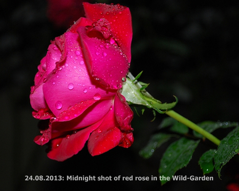 Night rally through my Wild-Garden to take photos in the dark-part1-by rain | Hobby, LifeStyle and much more... (multilingual: EN, FR, DE) | Scoop.it