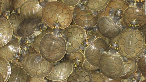 GOOD NEWS: 500,000 baby turtles to be released into Peruvian Amazon!&nbsp; | Rainforest CLASSROOM | Scoop.it