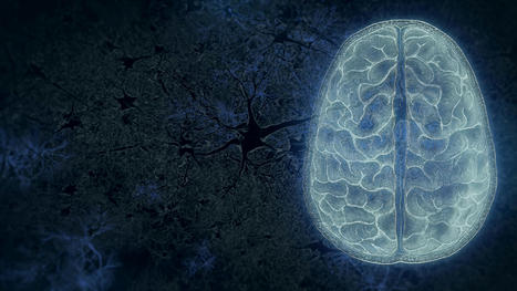 Your Brain | NOVA | PBS | ToK Essays Nov 2024 | Scoop.it