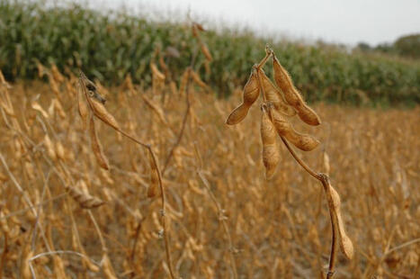 Biodiesel : apr&egrave;s l'huile de palme, Bruxelles propose d&rsquo;interdire le soja d&rsquo;ici 2030 | ITERG - Veille sectorielle | Scoop.it