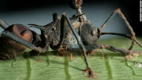 Los zombis existen, pero no son como los pintan | PERI&Oacute;DICOS Y NOTICIAS | Scoop.it