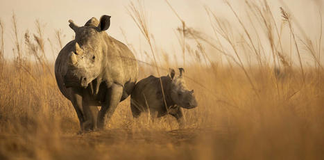 Farmed rhinos will soon 'rewild' the African savanna | Ecosystèmes Tropicaux | Scoop.it