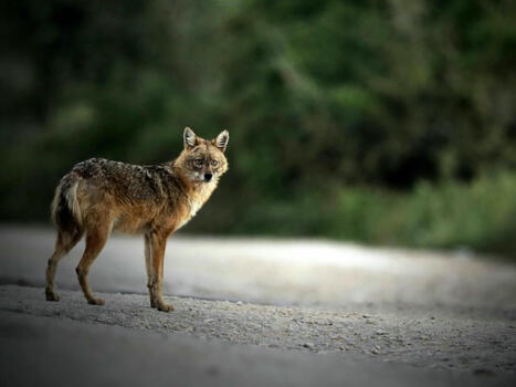 Le chacal doré poursuit son expansion en France | Biodiversité - @ZEHUB on Twitter | Scoop.it