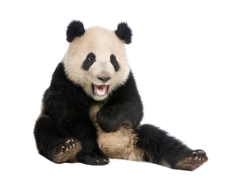 UGC Content Gets a Boost Thanks To Google Panda | Google Penalty World | Scoop.it