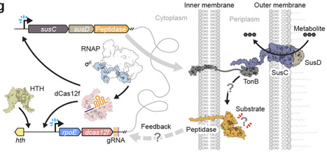 Exapted CRISPR-Cas12f homologs drive RNA-guided transcription | Brvbe | RMH | Scoop.it