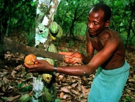 Why cheap chocolate eggs are bad for us – and terrible for poor cocoa farmers | Stage 4 Interconnections | Scoop.it