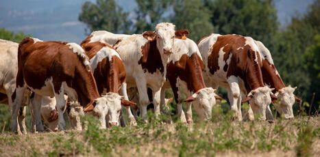 Pourquoi la beaut&eacute; des vaches n&rsquo;est pas qu&rsquo;une&nbsp;affaire de&nbsp;g&eacute;n&eacute;tique | Elevage et soci&eacute;t&eacute; | Scoop.it