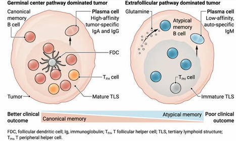 John Gordon on LinkedIn: #tumor #bcells #cancers #tme #plasmacells #immunooncology #bcells… | Immunology | Scoop.it